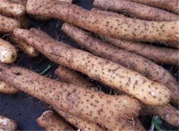 山藥遭雨災(zāi)減產(chǎn) 一月后價(jià)格或有所上漲