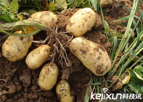 中國十大最臟果蔬排行 葡萄含有15種農(nóng)藥成分!